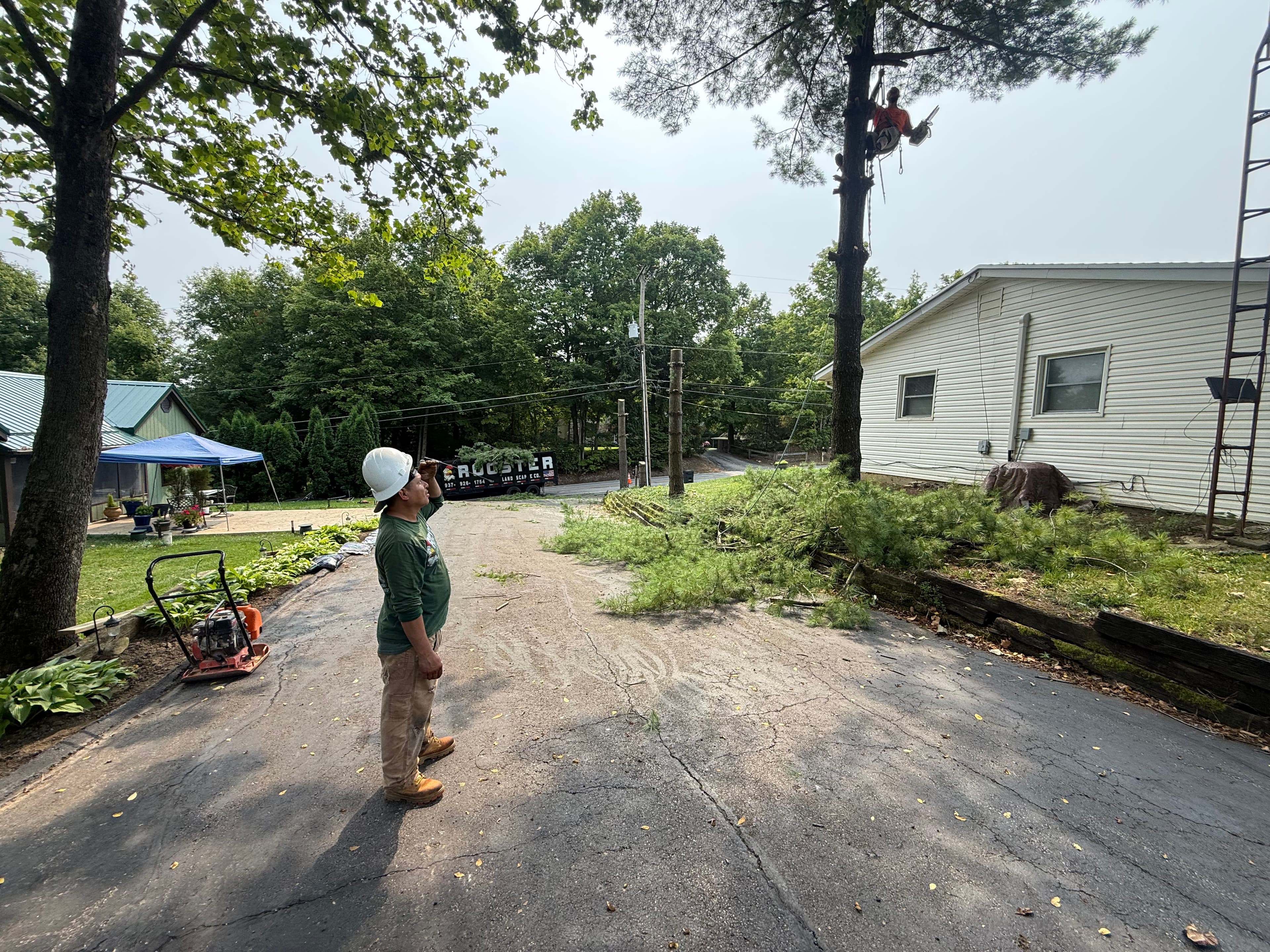 Project High-Risk Tree Removal Next to Power Lines and Structures image