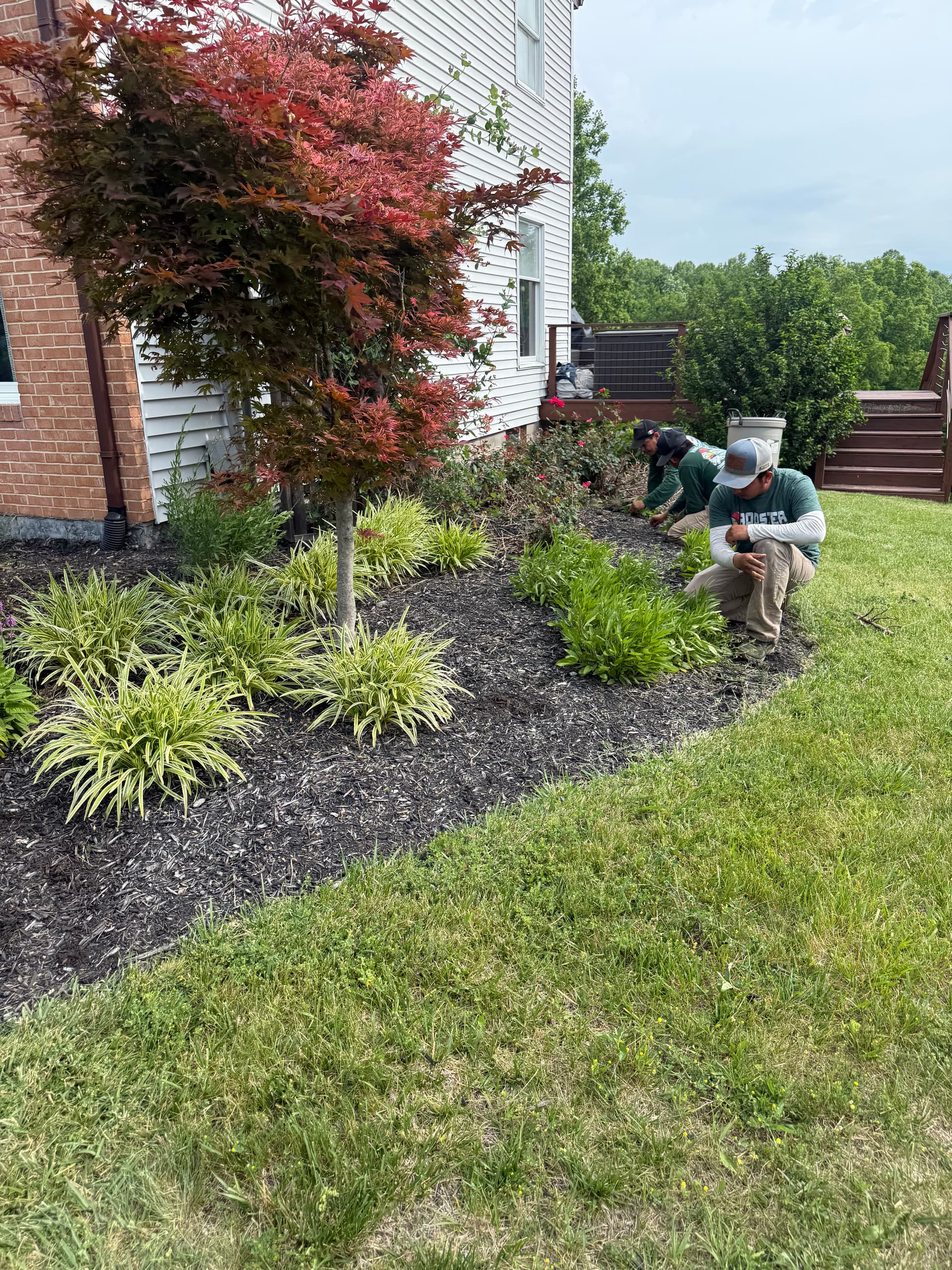 Overgrown Shrub Removal and Landscape Bed Cleanup Done Right